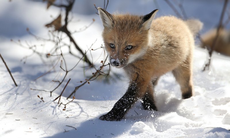 Обои снег, зима, лиса, лисица, лисенок, denis dumoulin, snow, winter, fox разрешение 1920x1200 Загрузить