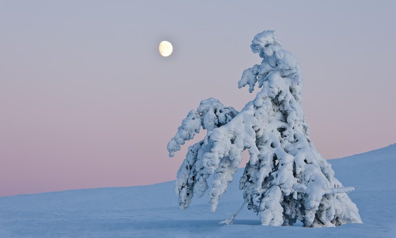 Обои небо, деревья, снег, природа, зима, пейзаж, горизонт, сугроб, the sky, trees, snow, nature, winter, landscape, horizon, the snow разрешение 1920x1200 Загрузить