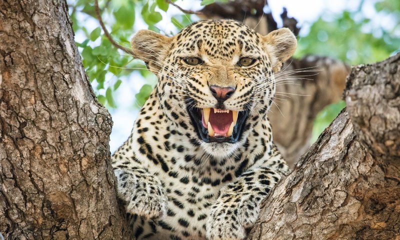 Обои морда, леопард, хищник, большая кошка, зубы, face, leopard, predator, big cat, teeth разрешение 2560x1700 Загрузить
