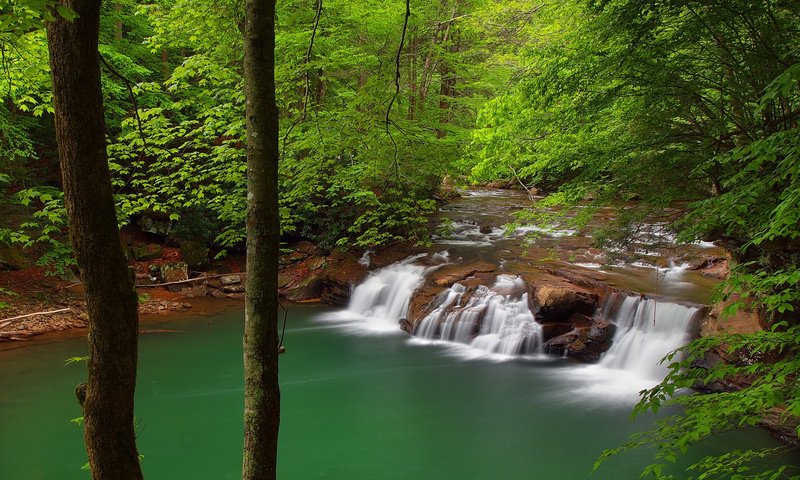 Обои деревья, река, природа, лес, водопад, trees, river, nature, forest, waterfall разрешение 1920x1200 Загрузить