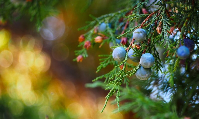 Обои макро, ветки, ягоды, плоды, можжевельник, macro, branches, berries, fruit, juniper разрешение 3840x2160 Загрузить