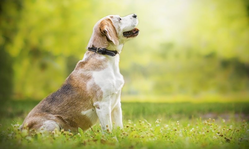 Обои природа, собака, луг, профиль, ошейник, бигль, nature, dog, meadow, profile, collar, beagle разрешение 2560x1706 Загрузить