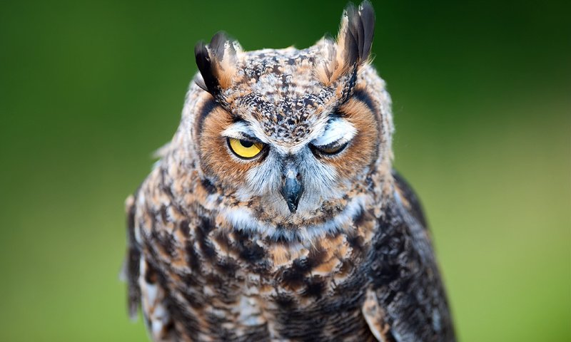 Обои сова, фон, хищник, птица, клюв, перья, филин, ушастая сова, owl, background, predator, bird, beak, feathers, long-eared owl разрешение 4256x2832 Загрузить