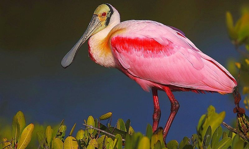 Обои растения, птица, клюв, перья, розовая, колпица, roseate spoonbill, plants, bird, beak, feathers, pink, spoonbill разрешение 1920x1440 Загрузить