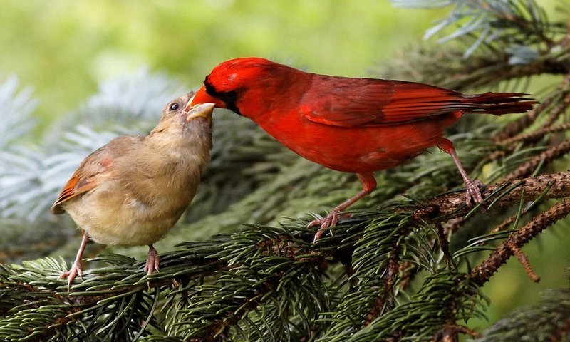 Обои природа, хвоя, ветки, птицы, клюв, кардинал, зяблик, nature, needles, branches, birds, beak, cardinal, chaffinch разрешение 1920x1200 Загрузить