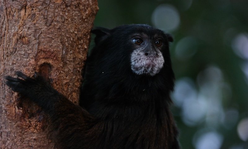 Обои дерево, животное, обезьяна, тамарин, tree, animal, monkey, tamarin разрешение 5472x3648 Загрузить