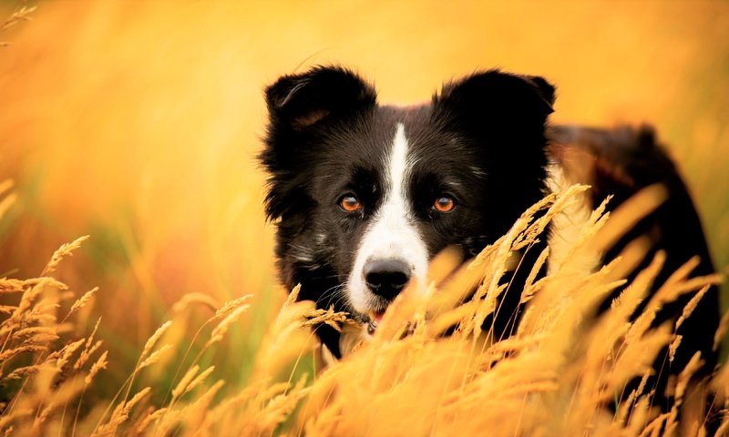 Обои глаза, трава, взгляд, собака, колоски, бордер-колли, eyes, grass, look, dog, spikelets, the border collie разрешение 3840x2160 Загрузить
