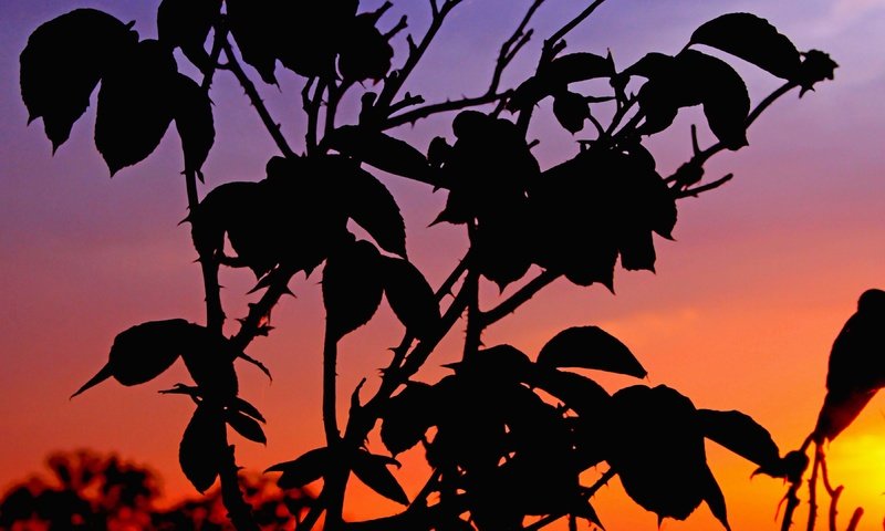 Обои природа, растения, листья, закат, фон, nature, plants, leaves, sunset, background разрешение 3840x2160 Загрузить