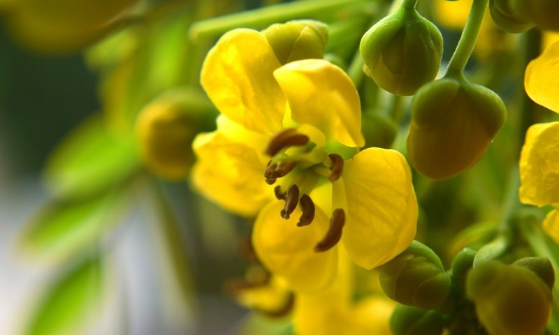 Обои желтый, бутоны, цветок, лепестки, лютик, yellow, buds, flower, petals, buttercup разрешение 1920x1280 Загрузить