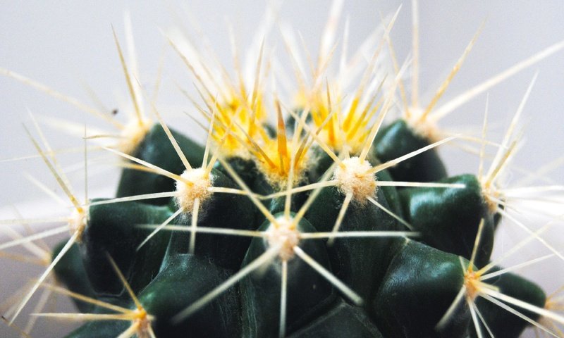 Обои макро, цветок, колючки, шипы, кактус, macro, flower, barb, spikes, cactus разрешение 3809x2550 Загрузить