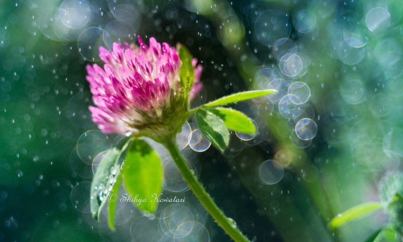 Обои клевер, цветок, боке, shihyakowatari, clover, flower, bokeh разрешение 1920x1200 Загрузить