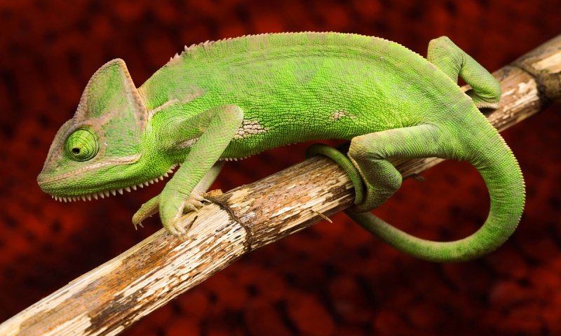 Обои ящерица, хамелеон, рептилия, lizard, chameleon, reptile разрешение 3840x2160 Загрузить