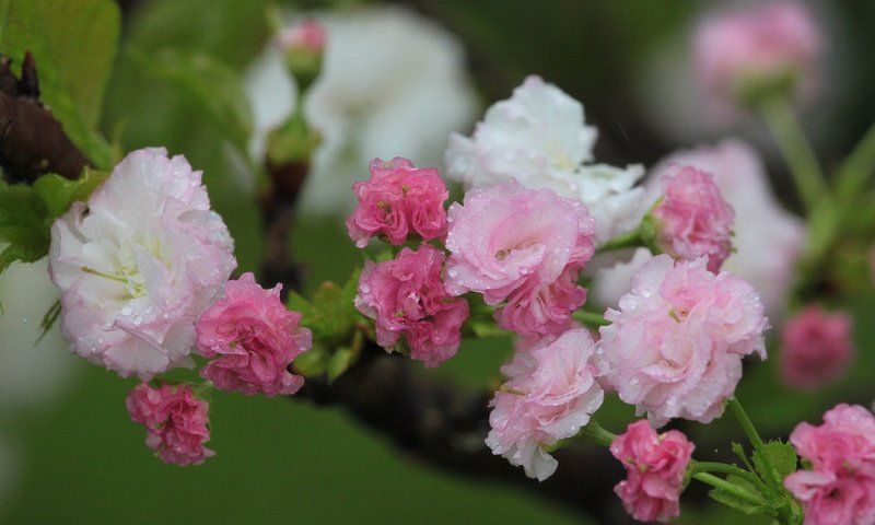 Обои цветы, цветение, весна, вишня, капли воды, flowers, flowering, spring, cherry, water drops разрешение 4752x3168 Загрузить