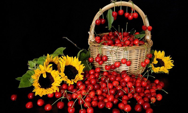 Обои цветы, черешня, черный фон, корзина, подсолнухи, ягоды, вишня, натюрморт, flowers, cherry, black background, basket, sunflowers, berries, still life разрешение 3264x2448 Загрузить