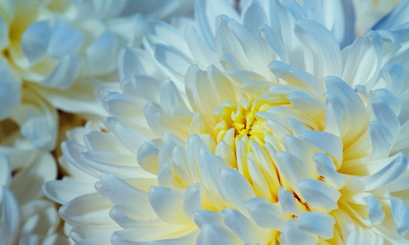 Обои макро, цветок, лепестки, хризантема, macro, flower, petals, chrysanthemum разрешение 2560x1696 Загрузить