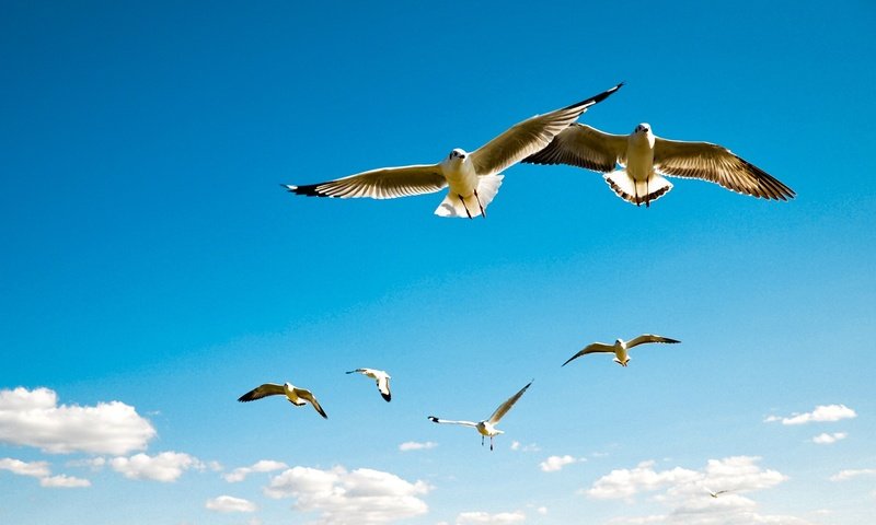 Обои небо, облака, полет, крылья, птицы, чайки, the sky, clouds, flight, wings, birds, seagulls разрешение 1920x1080 Загрузить