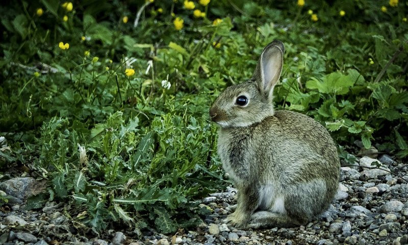 Обои цветы, трава, камни, кролик, животное, заяц, flowers, grass, stones, rabbit, animal, hare разрешение 3313x1873 Загрузить
