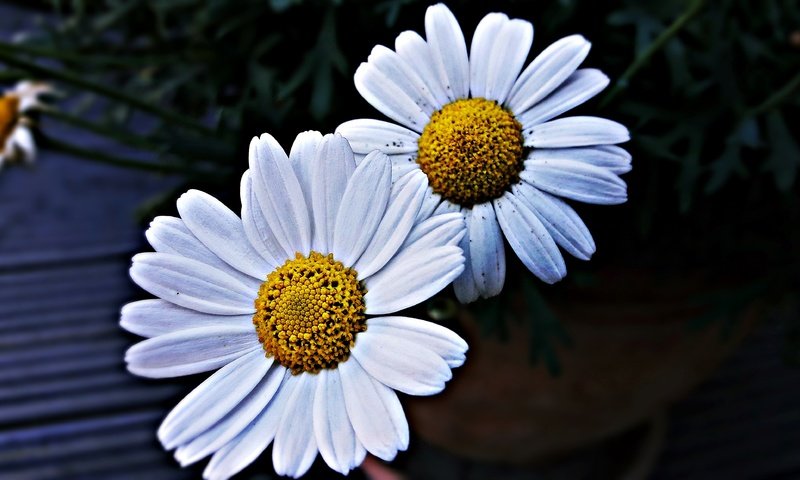 Обои лепестки, ромашки, крупным планом, белые цветы, petals, chamomile, closeup, white flowers разрешение 4128x2322 Загрузить