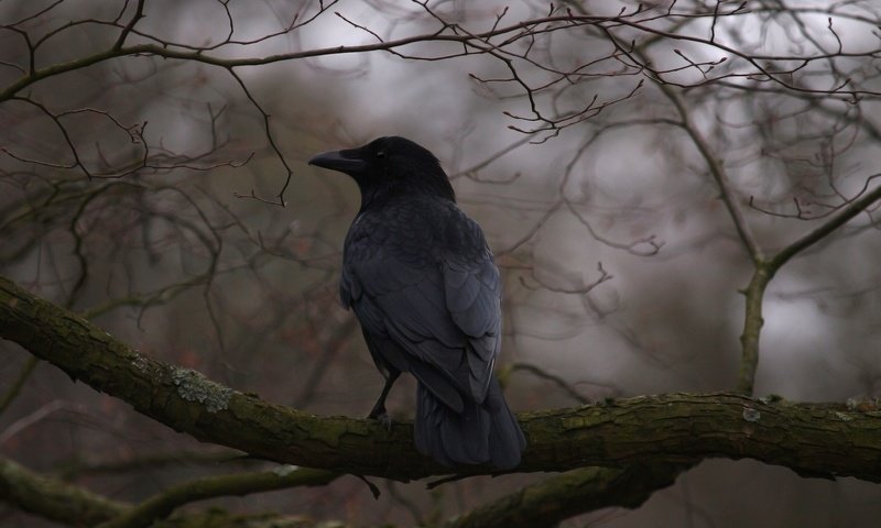 Обои дерево, ветки, птица, клюв, перья, ворон, ворона, tree, branches, bird, beak, feathers, raven, crow разрешение 2048x1536 Загрузить