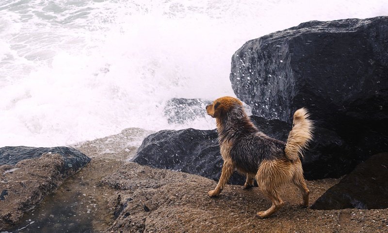 Обои река, камни, собака, всплеск, river, stones, dog, splash разрешение 4105x2736 Загрузить