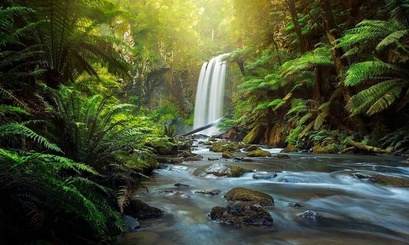 Обои река, great otway national park, hopetoun falls, природа, лес, водопад, австралия, папоротник, виктория, the otways, aire river, river, nature, forest, waterfall, australia, fern, victoria разрешение 1920x1080 Загрузить