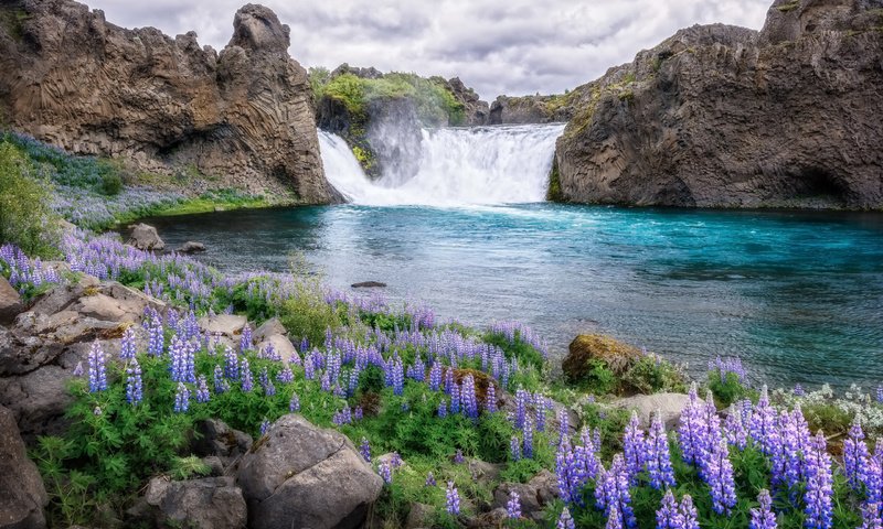 Обои цветы, река, природа, водопад, flowers, river, nature, waterfall разрешение 2560x1600 Загрузить