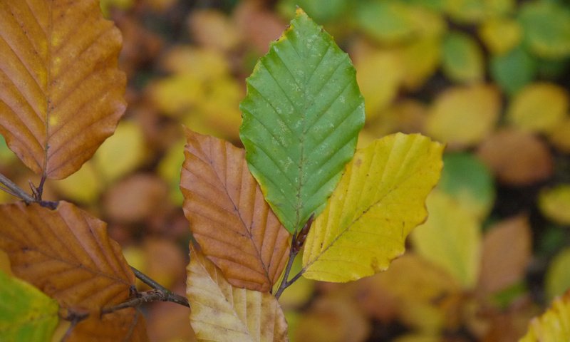 Обои листья, макро, осень, вяз, leaves, macro, autumn, elm разрешение 3840x2400 Загрузить