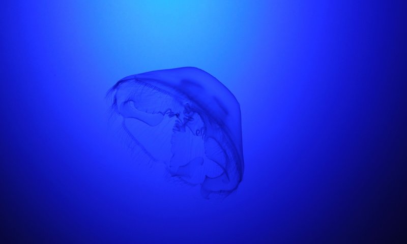 Обои медуза, подводный мир, medusa, underwater world разрешение 4288x2848 Загрузить