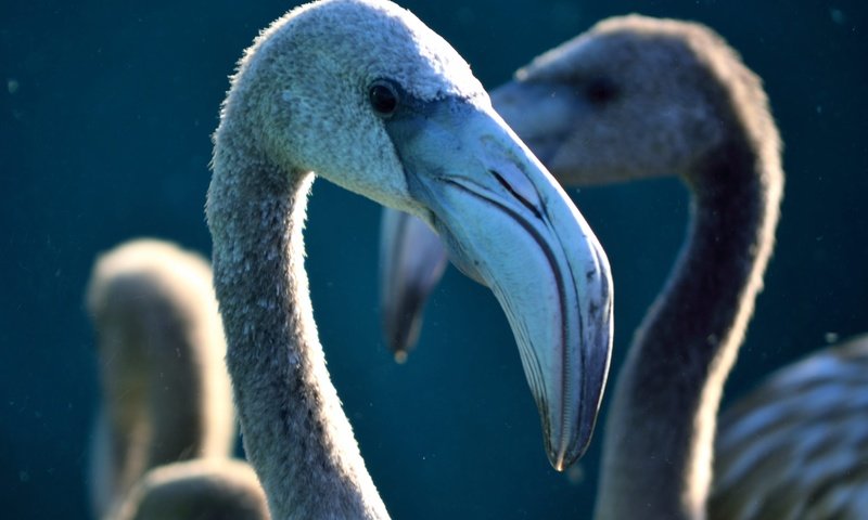 Обои фламинго, птицы, клюв, шея, крупным планом, flamingo, birds, beak, neck, closeup разрешение 5235x3490 Загрузить