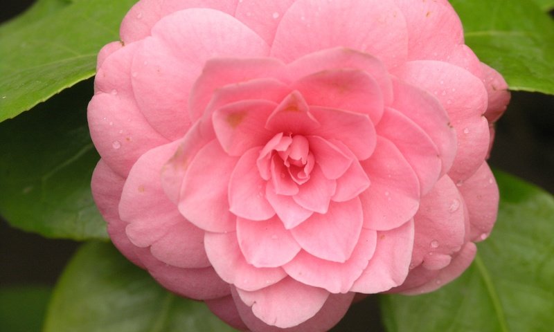 Обои цветок, лепестки, розовый, камелия, flower, petals, pink, camellia разрешение 3264x2448 Загрузить