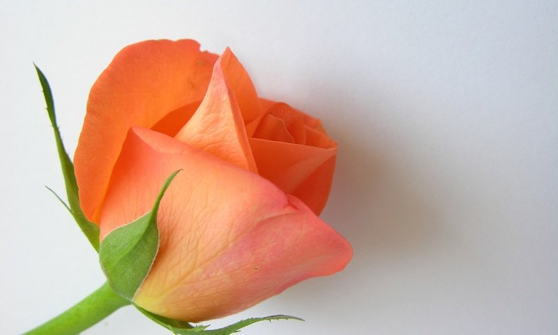 Обои цветок, роза, лепестки, бутон, белый фон, крупным планом, flower, rose, petals, bud, white background, closeup разрешение 3264x2448 Загрузить
