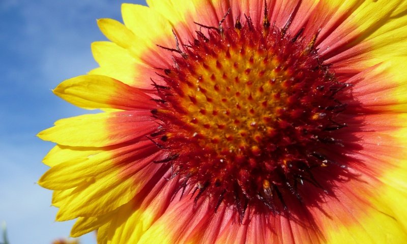 Обои небо, макро, цветок, лепестки, гайлардия, the sky, macro, flower, petals, gaylardiya разрешение 3072x2304 Загрузить