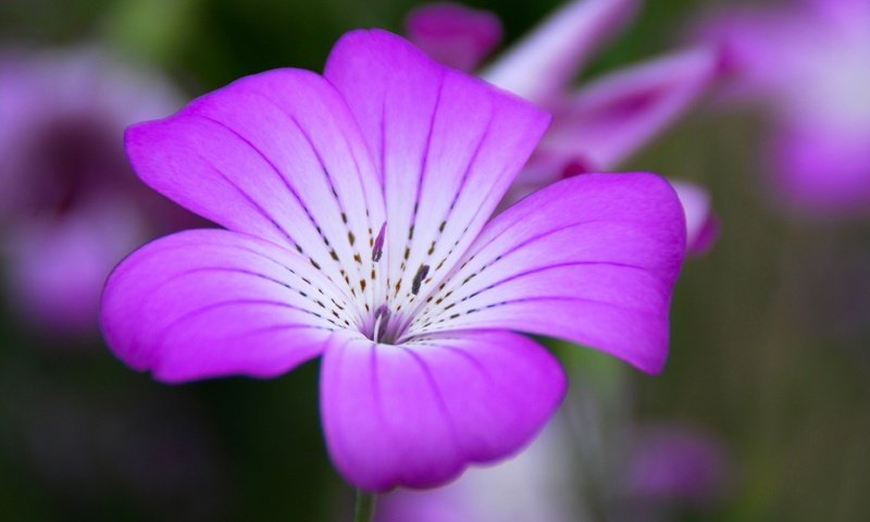 Обои цветок, лепестки, крупным планом, агростемма, flower, petals, closeup, agrostemma разрешение 3872x2592 Загрузить