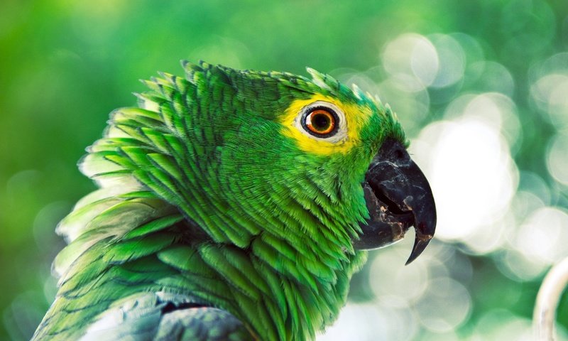 Обои профиль, птица, клюв, перья, попугай, profile, bird, beak, feathers, parrot разрешение 1920x1200 Загрузить