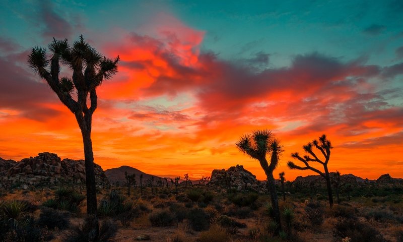 Обои небо, облака, деревья, скалы, закат, joshua tree national park, the sky, clouds, trees, rocks, sunset разрешение 6000x4000 Загрузить