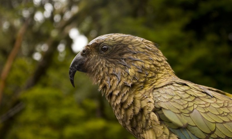 Обои птица, клюв, перья, попугай, kea parrot, bird, beak, feathers, parrot разрешение 3872x2592 Загрузить