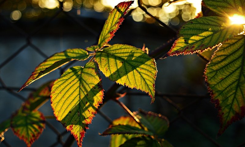 Обои листья, боке, солнечный свет, leaves, bokeh, sunlight разрешение 6016x4000 Загрузить