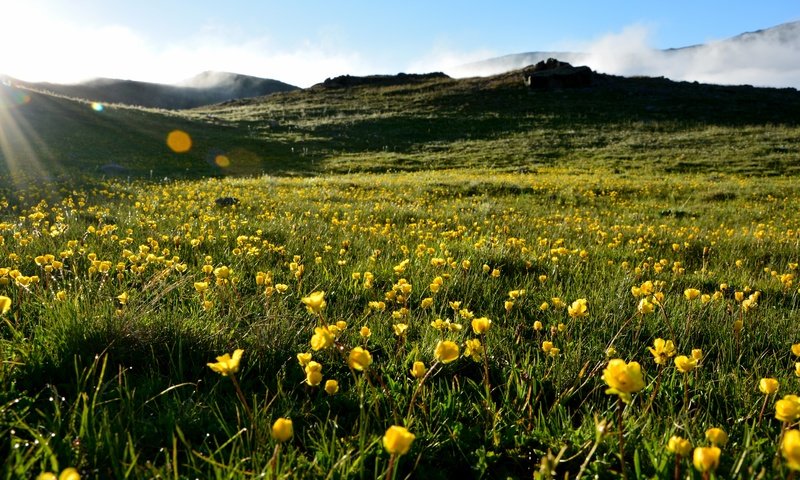 Обои небо, трава, холмы, пейзаж, лето, луг, желтые цветы, the sky, grass, hills, landscape, summer, meadow, yellow flowers разрешение 6000x4000 Загрузить