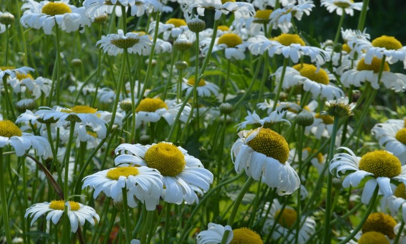 Обои цветы, лепестки, луг, ромашки, белые, стебли, flowers, petals, meadow, chamomile, white, stems разрешение 6016x4000 Загрузить