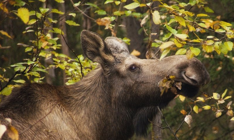 Обои лес, листья, ветки, осень, лось, forest, leaves, branches, autumn, moose разрешение 3840x2160 Загрузить