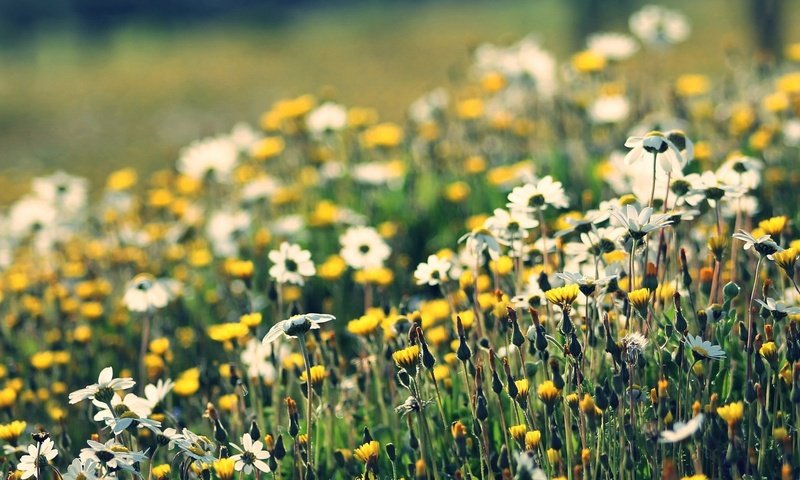 Обои цветы, природа, макро, ромашки, полевые цветы, flowers, nature, macro, chamomile, wildflowers разрешение 1920x1080 Загрузить