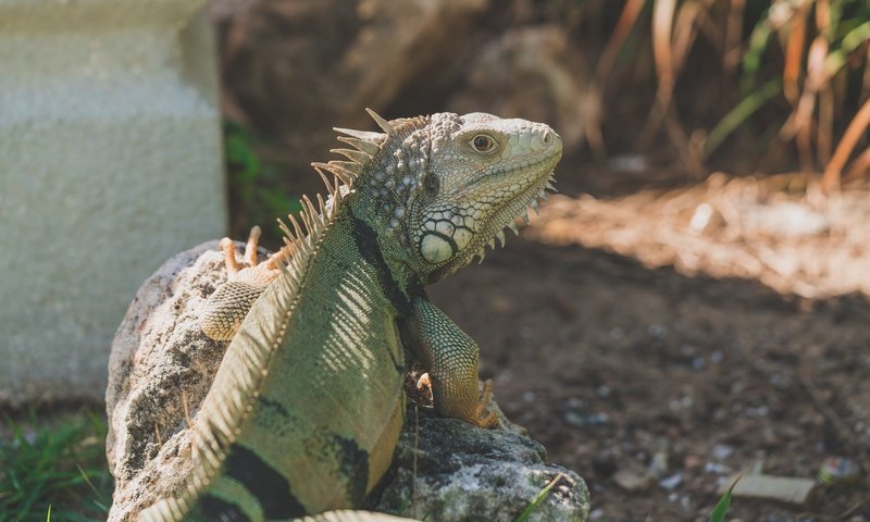 Обои ящерица, рептилия, игуана, lizard, reptile, iguana разрешение 7952x4473 Загрузить