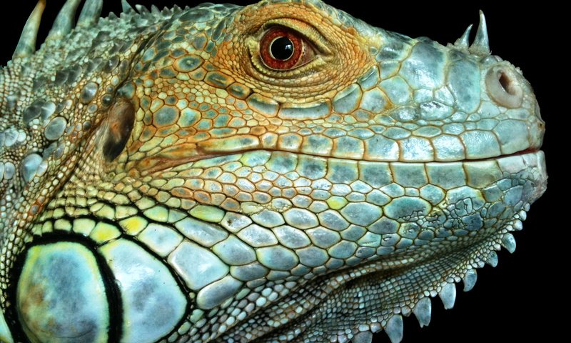 Обои макро, фон, ящерица, рептилия, игуана, macro, background, lizard, reptile, iguana разрешение 2126x1587 Загрузить