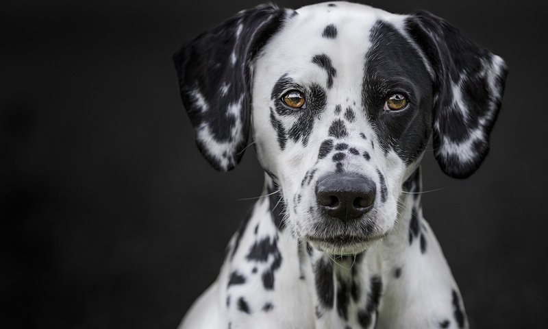 Обои глаза, мордочка, взгляд, далматин, cобака, eyes, muzzle, look, dalmatian, dog разрешение 2048x1365 Загрузить