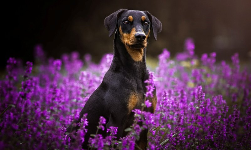 Обои цветы, мордочка, взгляд, собака, пинчер, flowers, muzzle, look, dog, pinscher разрешение 1920x1200 Загрузить