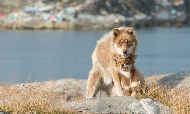 Обои озеро, собака, щенок, собаки, боке, lake, dog, puppy, dogs, bokeh разрешение 3392x2264 Загрузить