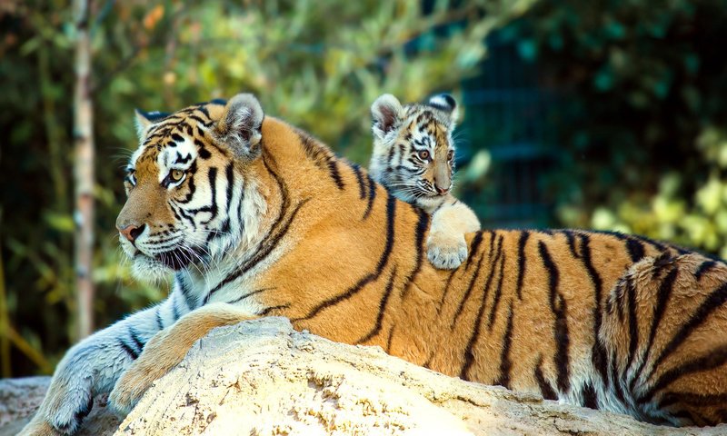 Обои природа, животные, тигренок, хищники, детеныш, тигрица, тигры, anja ellinger, nature, animals, tiger, predators, cub, tigress, tigers разрешение 2006x1080 Загрузить