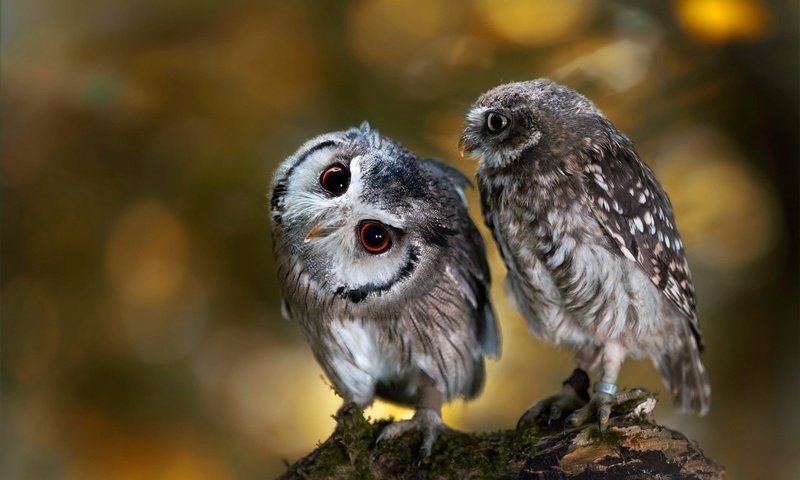 Обои сова, природа, птицы, парочка, коряга, боке, совы, anja ellinger, owl, nature, birds, a couple, snag, bokeh, owls разрешение 2000x1333 Загрузить