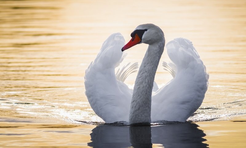 Обои вода, крылья, птица, лебедь, шея, water, wings, bird, swan, neck разрешение 1920x1080 Загрузить