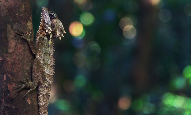 Обои природа, ящерица, рептилия, боке, nature, lizard, reptile, bokeh разрешение 3840x2160 Загрузить